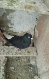 چهارتا.جوجه با یک زاغ دم سفید مهر بدون غلط