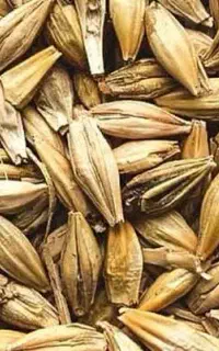خریدوفروش گندم جو
