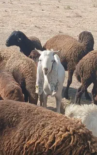 بزنر