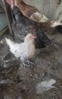 مرغ زینتی تخم گذار
