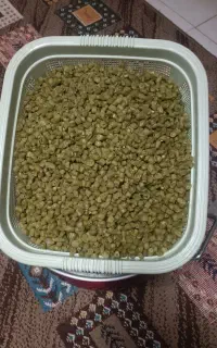 لوبیا