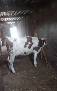 گاو شیری با گوساله سینمتال قرمز شرابی اصل