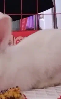خرگوش