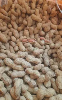 بذر بادام زمینی رقم گلی افتاب خشک کن