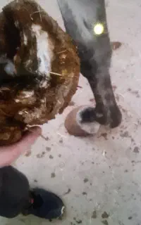 نعلبندی اسب