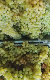 کارگر ساده برای باغ