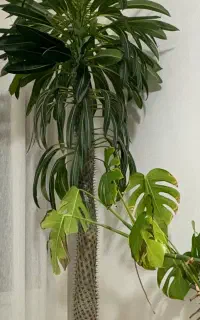 نخل ماداگاسکار