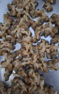 بچه حلزون