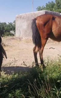فروشی