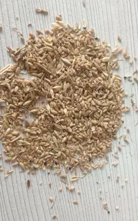 گندم شکسته ( نیم دانه) درجه یک