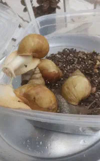 حلزون تراپی