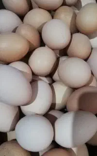 تخم مرغ محلی