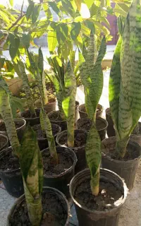 گل سانسور یا