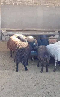 بره از 20 کیلو تا 80 کیلو و شیشک و میش