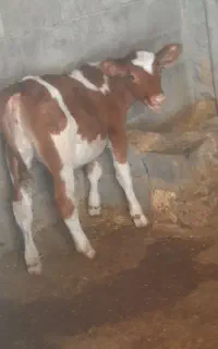 دوعدد گوساله سمینتال ماده درجه یک