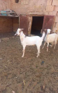 کره نر خش