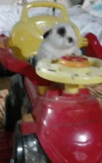 خر،(گوش)