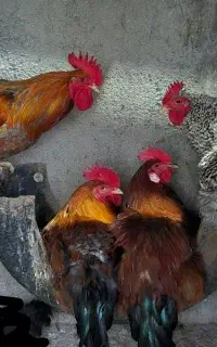 خروس جوان روستایی