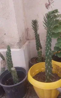 گل کاکتوس
