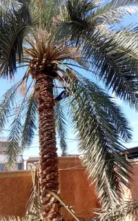 قطع نخل وبرش هرس