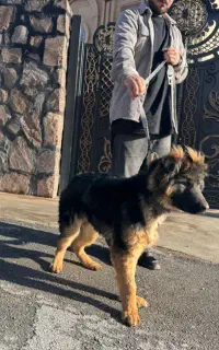 توله ژرمن شپرد