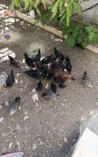 فروش خروس