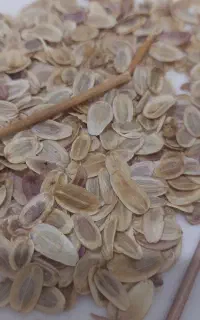 نشا انغوزه شیرین