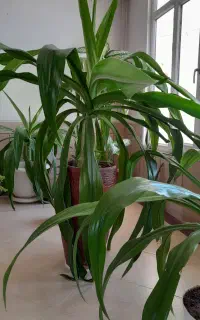 گل سوسن عنکبوتی