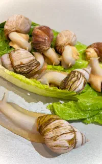 فروش حلزون درمانی در تبریز