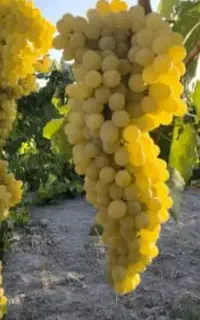 فروش انگور روی درخت
