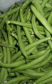لوبیا سبز آماده