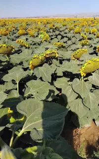 واگذاری شراکتی زمین کشاورزی حدود ۲۵ هکتار