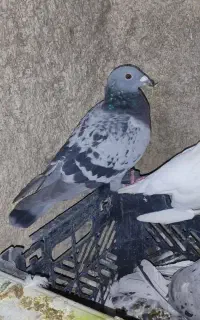 کبوتر