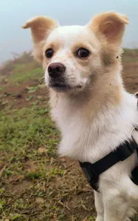 گمشده