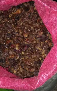 خرما