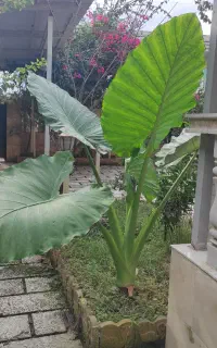 درخت بابا آدم دومتری