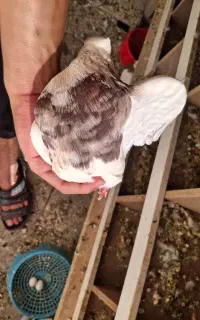 فروش گیچ
