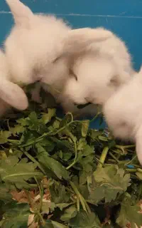 خرگوش مینی لوپ عروسکی ازبهترین نژاد ،پرورش خانگی