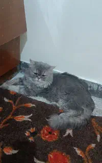 واگذاری گربه