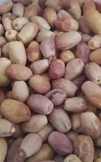 خرمای زاهدی.خارک