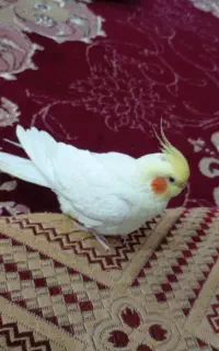 گمشده