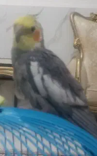 گمشده