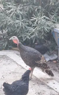 بوقلمون نر و ماده