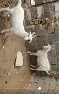 بز سانن و بزغاله ماده