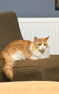 واگذاری گربه نژاد دار