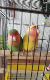 طوطی برزیلی