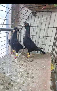 کبوتر قرار
