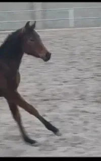 اسب کره مادیان اصیل دره‌شوری