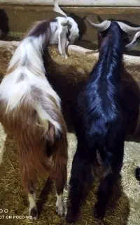 2راس بزغاله نر