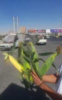 بلال  و ذرت مکزیکی  تازه دون دار